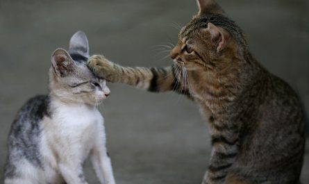 Katzen kratzen beißen spielen Erziehung Katzenbabys